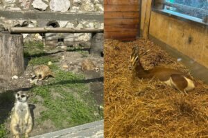 funpic 20251211 075244562